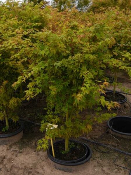 Korallenrinden-Ahorn (Acer palmatum 'Sango-kaku') 100-125 cm C35 im Container, mehrstämmig, mit fein gelapptem Laub.