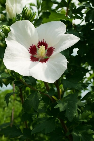 Garten-Eibisch 'Red Heart' / Strauch-Eibisch 'Red Heart' / Garten-Eibisch 'Red Heart' / Strauch-Eibisch 'Red Heart'
