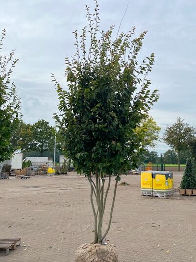 Eisenholzbaum 'Vanessa' 400-450 cm schirmförmig / Parrotia persica 'Vanessa' (1577358)