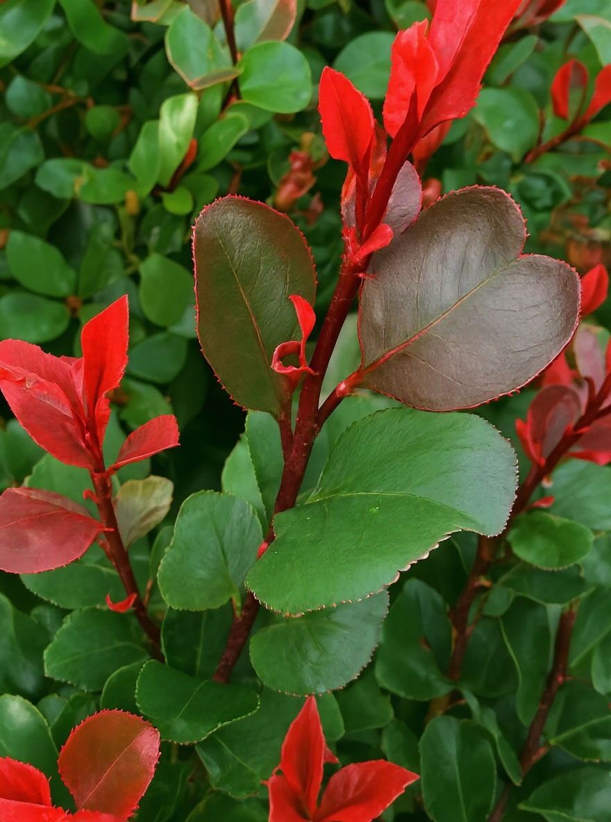 Zwerg-Glanzmispel 'Little Red Robin' - Photinia fraseri 'Little Red Robin'