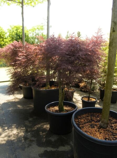 Dunkelroter Schlitz-Ahorn (Acer palmatum 'Dissectum Garnet') 80 cm Stamm im Topf, C70, mit feinem dunkelrotem Laub.