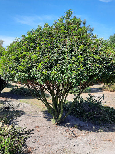 Portugiesischer Kirschlorbeer 'Angustifolia' - Prunus lusitanica  'Angustifolia' (250-300 cm Schirmform 1150)
