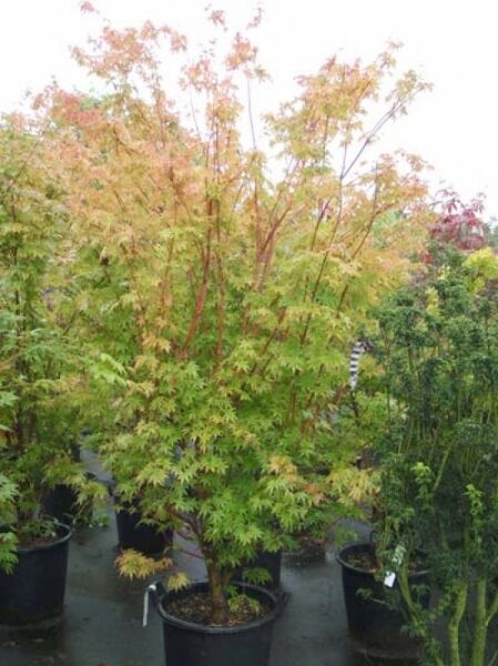 Acer palmatum 'Sango-kaku' / Korallenrinden-Ahorn