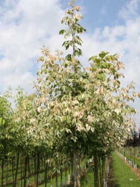 Flamingo-Ahorn (Acer negundo 'Flamingo') Hochstamm, 10–12 StU, mit weiß-rosa panaschierten Blättern in der Krone.