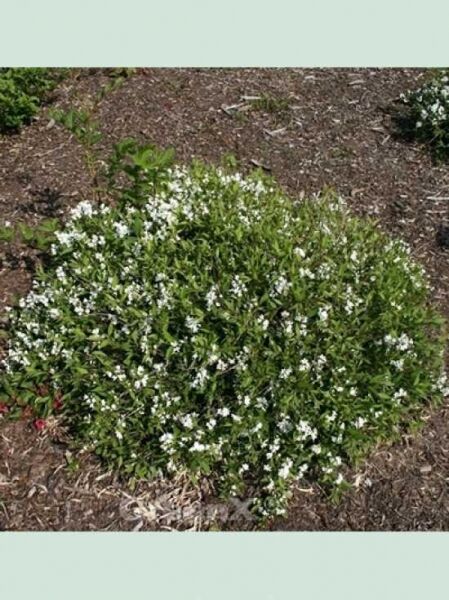 Deutzia gracilis 'Nikko' / Maiblumenstrauch 'Nikko' / Zierliche Deutzie 'Nikko'