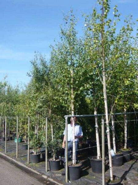 Weißrindige Himalaja-Birke (Betula utilis 'Doorenbos') Hochstamm 12-14 StU im Container, mit weißer Rinde und grünen Blättern.