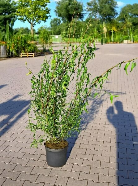 Korkenzieher-Weide (Salix matsudana 'Tortuosa') im C12-Topf, 100–125 cm, mit gedrehten Trieben und schmalen grünen Blättern
