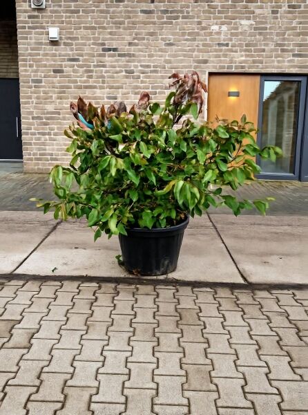 Viburnum plicatum 'Mariesii' (Japanischer Etagen-Schneeball) 125-150 cm C50, buschige Pflanze im Container mit grünem Laub