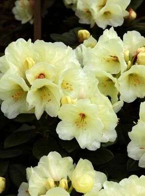 Rhododendron auf Stamm gnstig in Top-Baumschulqualitt kaufen