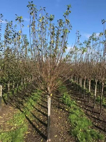 Prunus domestica 'Königin Victoria' / Pflaume 'Königin Victoria' Halbstamm 14-16 StU, junger Baum mit Stamm und Krone im Feld