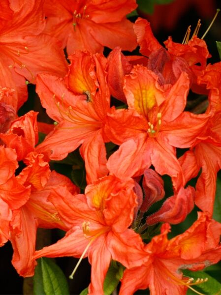 Laubabwerfende Azalee 'Fridjof Nansen' (Azalea luteum 'Fridtjof Nansen', Knap-Hill) mit orangefarbenen Blüten in Nahaufnahme