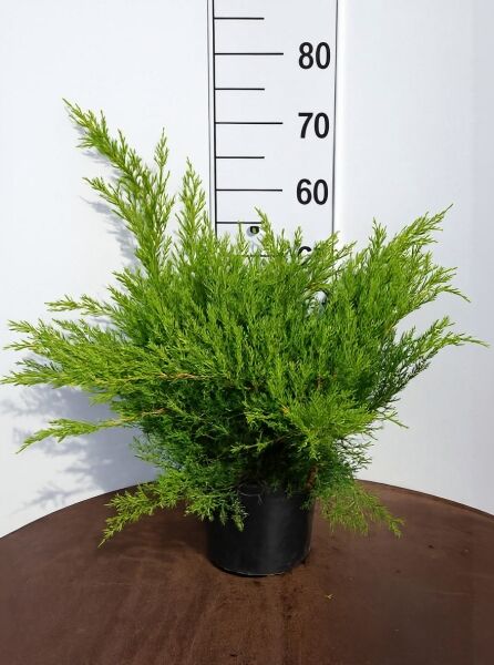 Grüner Pfitzer-Strauch-Wacholder (Juniperus pfitzeriana) 'Mint Julep', buschiger Strauch im Topf, 40-50 cm breit, C10