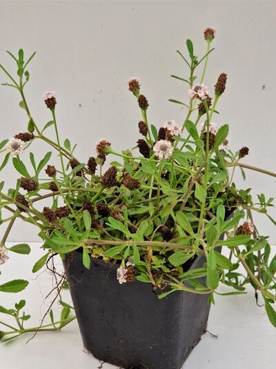 Phyla nodiflora 'Summer Pearls' / Teppichverbene 'Summer Pearls' im P9-Topf, kriechender Wuchs mit grünen Blättern und hellrosa Blüten.