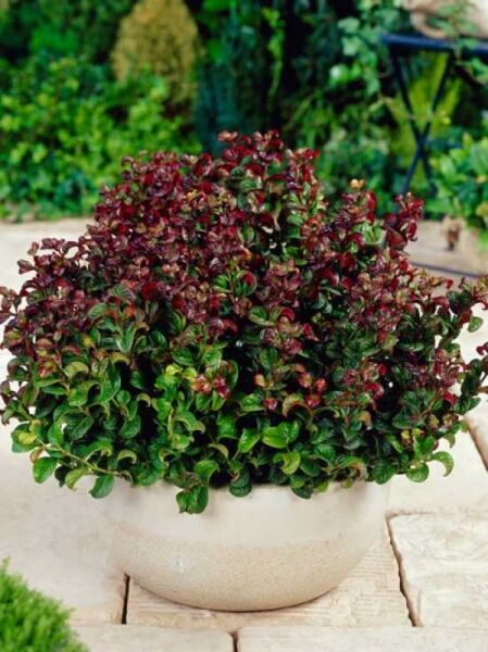 Traubenheide 'Curly Red' / Leucothoe axillaris 'Curly Red ®'