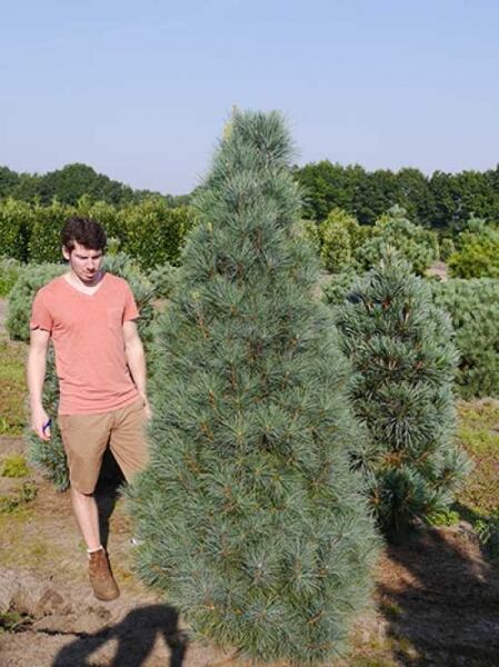 Pinus strobus 'Stowe Pillar' / Weymouths-Kiefer 'Stowe Pillar' 200-250 cm m. Db., solitärer Nadelbaum mit schlankem Wuchs