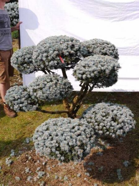 Garten-Bonsai (0003) / Picea pungens 'Glauca' H: 140 B: 140 cm