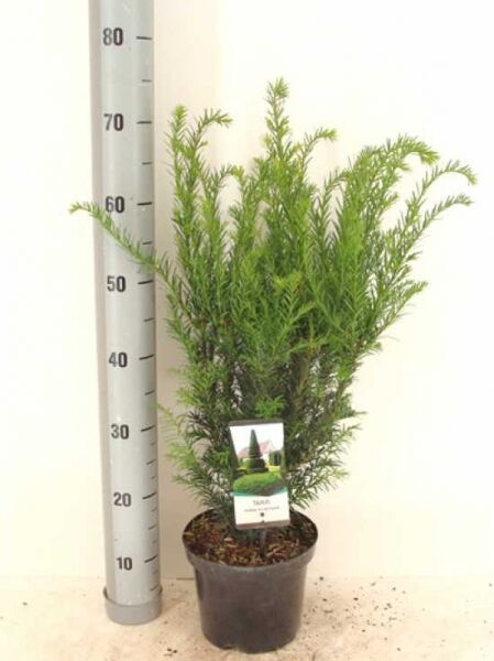 Taxus media 'Groenland' / Eibe 'Groenland' 50-60 cm C3, immergrüner Nadelstrauch im Topf mit dichtem Wuchs