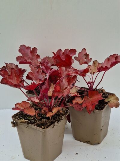 Purpurglöckchen Heuchera micrantha 'Peach Flambé ®' im P9 Topf, rote bis orangefarbene, gelappte Blätter in Rosette.