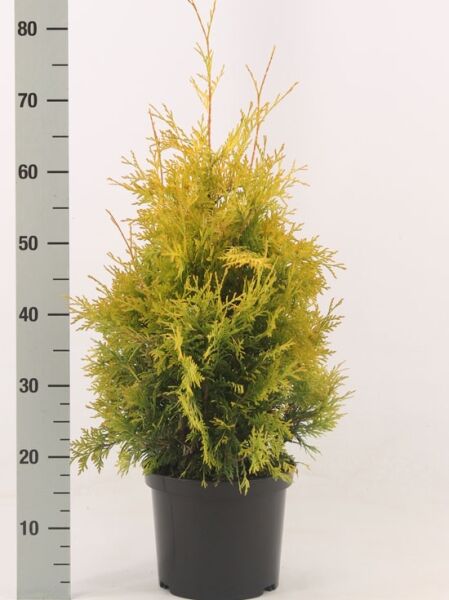 Thuja occidentalis 'Yellow Ribbon' / Lebensbaum 'Yellow Ribbon' 50-60 cm C3 im Topf, gelbgrünes nadeliges Laub, kompakter Wuchs