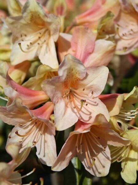 Rhododendron ambiguum 'Medley' / Rhododendron 'Medley'