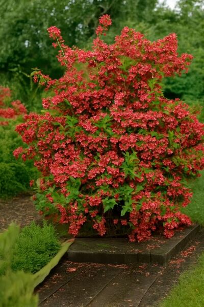 Weigelie 'Red Prince' / Weigela 'Red Prince'