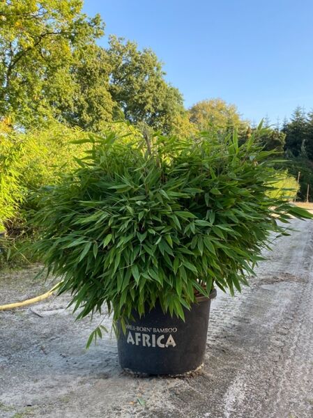 kleiner Formschnittbambus 'Moontears' ® / kleiner Formschnittbambus 'Moontears' ®