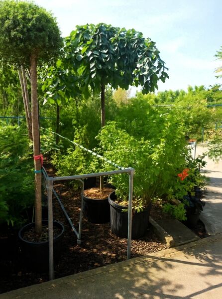 Ulmus glabra 'Pendula' (Hänge-Ulme) Hochstamm im Container mit hängender Krone und grünem Laub, 16-18 StU