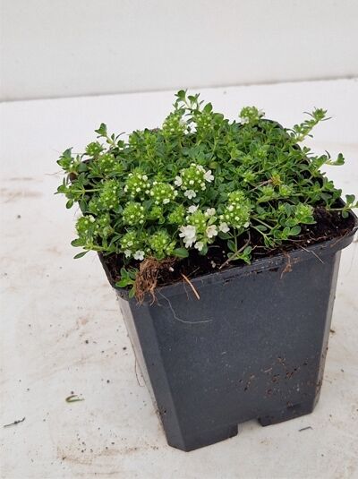 Wollthymian Thymus praecox 'Albiflorus' im P9-Topf, bodendeckender Wuchs mit kleinen grünen Blättern und weißen Blüten.