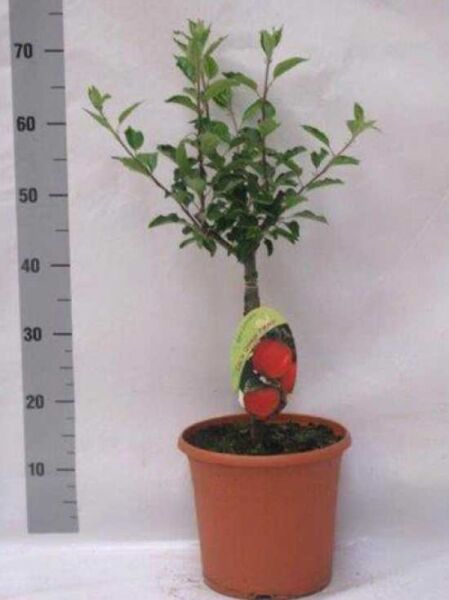 Apfel Malus domestica 'James Grieve', 40 cm Stamm, 80–100 cm Gesamthöhe, im C5-Topf mit Blättern und Etikett.