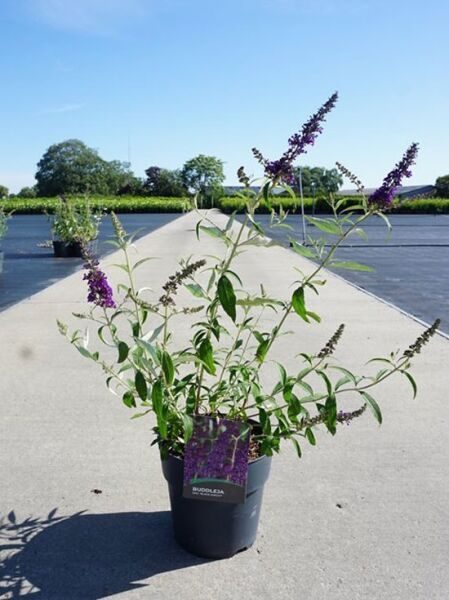Buddleja davidii 'Black Knight' (Sommerflieder) im C10-Topf, 40–60 cm, grünes Laub mit violetten Blütenrispen.