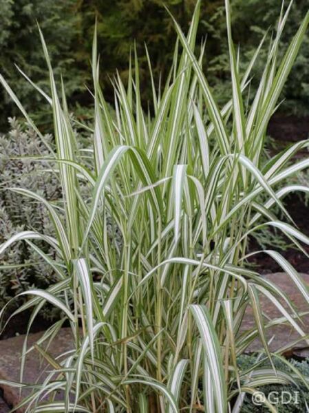Buntblättriges Rohrglanzgras 'Picta' / Phalaris arundinacea 'Picta'