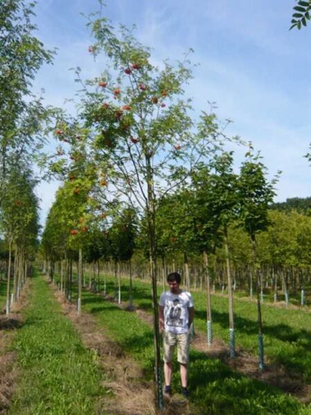 Sorbus aucuparia (Gemeine Eberesche/Vogelbeere) Hochstamm 20-25 StU, Baum mit roten Beeren im Feldbestand