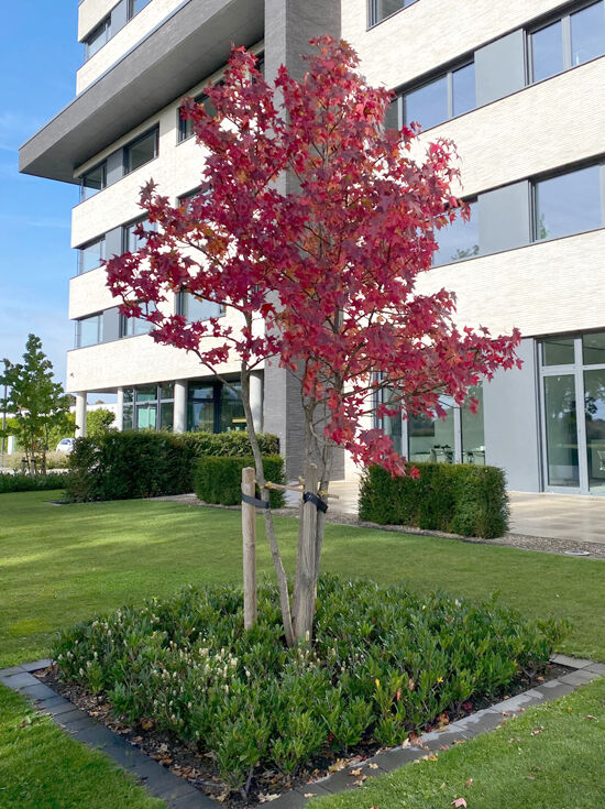 Amerikanischer Amberbaum / Guldenbaum 'mehrstämmig'