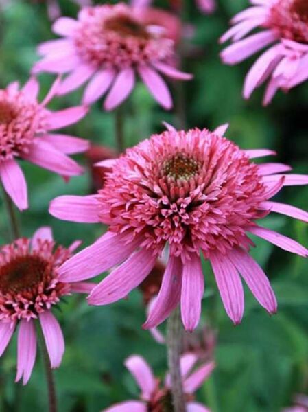 Purpur-Sonnenhut 'Pink Double Delight®' / Echinacea purpurea 'Pink Double Delight®'