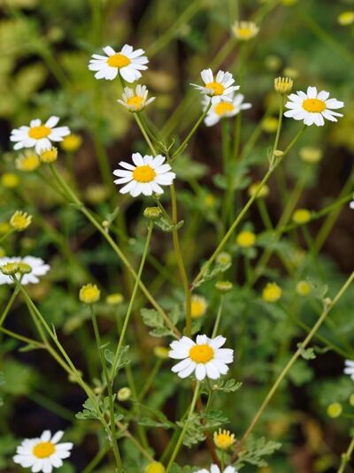 Graues Mutterkraut 'Jackpot' / Tanacetum niveum 'Jackpot'