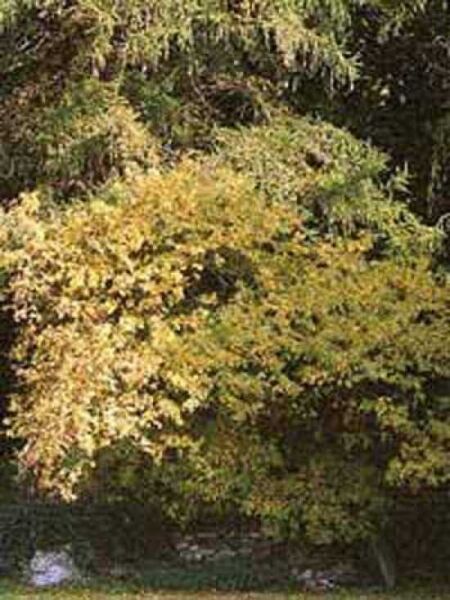 Gelbe Hängeesche / Fraxinus excelsior 'Aurea Pendula'