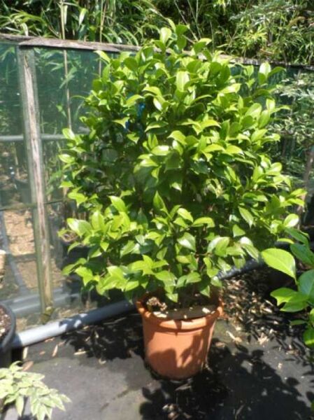 Japanische Kamelie rot / Camellia japonica rot