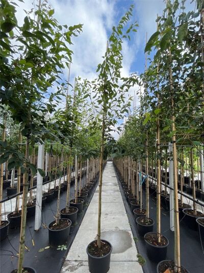 Kanadische Felsenbirne (Amelanchier canadensis) Hochstamm 10-12 StU im Container, junger Baum mit Stützpfählen in Reihe.