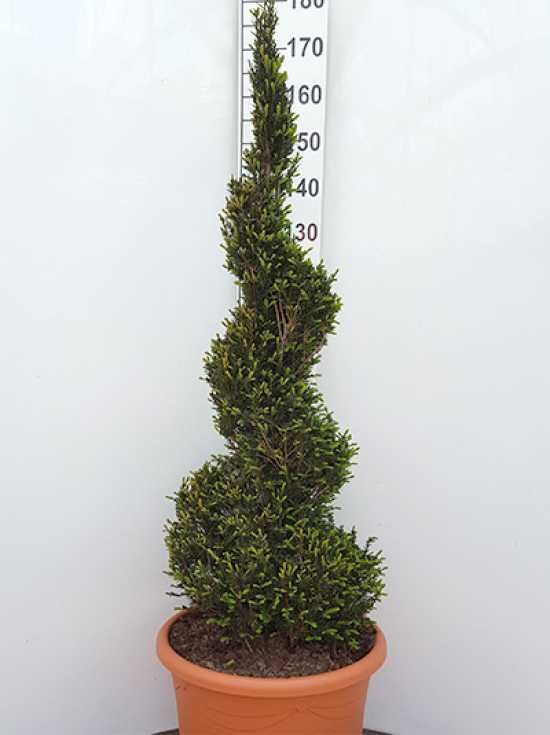 Heimische Eibe 'Spirale' 125-150 cm - Taxus baccata 'Spirale' 125-150 cm