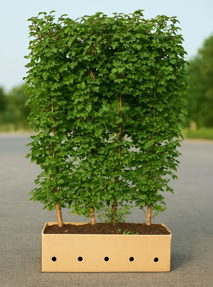 Feld-Ahorn / Fertighecke / Heckenelement 200 cm - Acer campestre  Heckenelement
