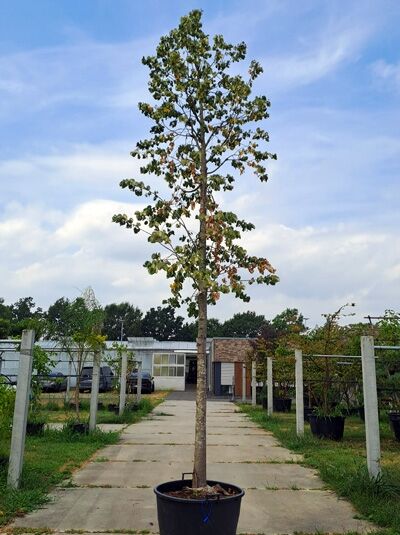 Silber-Linde - Tilia tomentosa (876323)