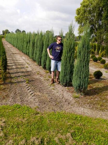 Blauer Raketen-Wacholder / Blauer Raketen-Wacholder