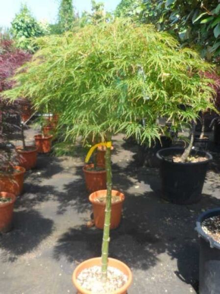 Acer palmatum 'Dissectum' auf Stamm 80 cm, Grüner Schlitz-Ahorn im Topf C12 mit filigran geschlitztem, grünem Laub.