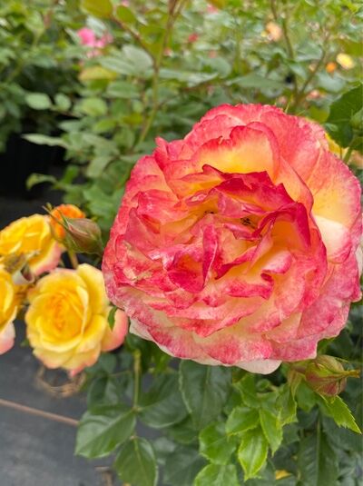 Rosa 'Rose der Hoffnung'® / Beetrose 'Rose der Hoffnung'® mit gefüllter gelb-rosa Blüte und grünen Blättern