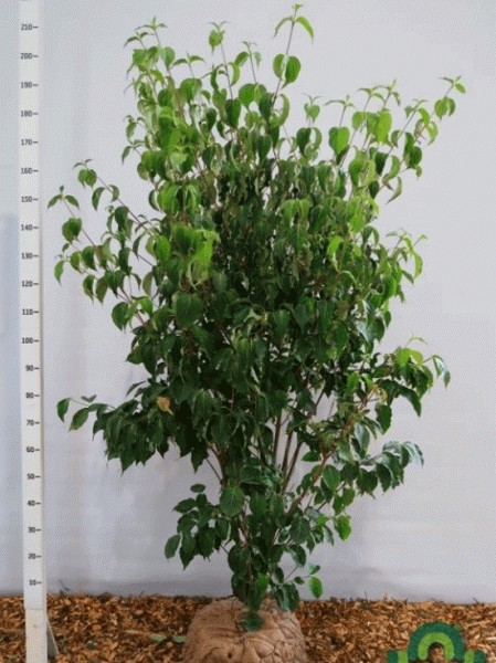 Chinesischer Blumen-Hartriegel Cornus kousa var. chinensis 'Weiße Fontäne', mehrstämmiger Strauch mit grünem Laub, 200-250 cm m. Db.