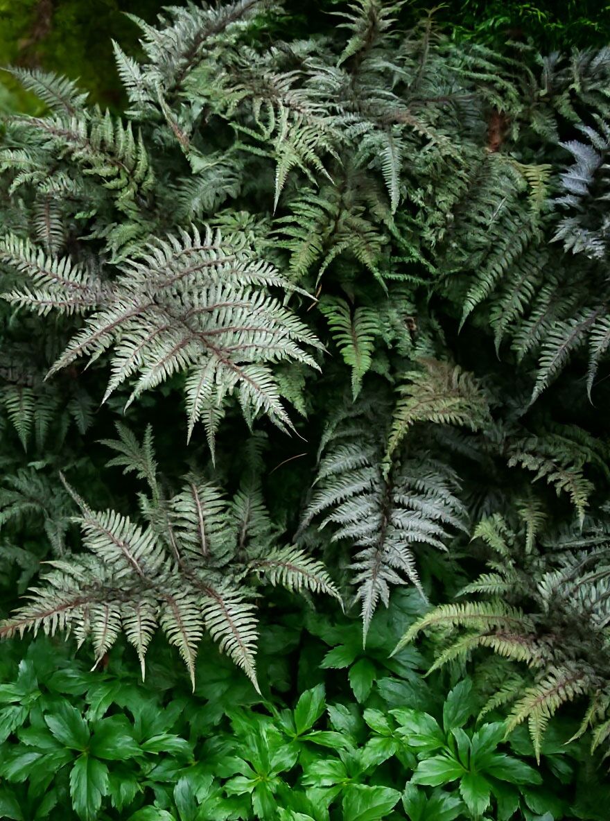 kentia palme mit topf XXL Kentia Palme liefern lassen – Green Me Up main image 0