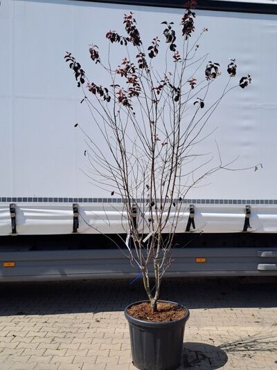 Blut-Pflaume 'Nigra' 250-300 cm mehrstämmig / Prunus cerasifera 'Nigra' (874244)