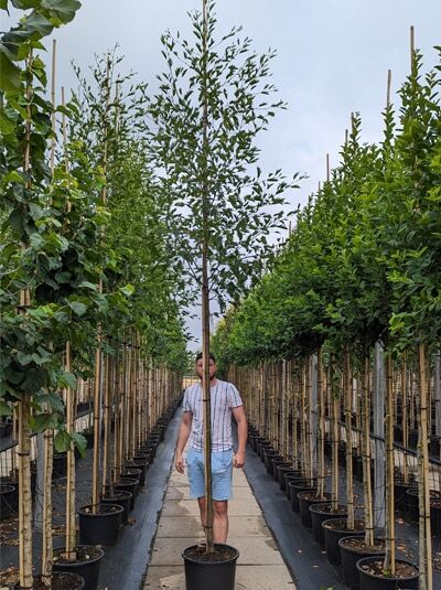 Bambus-Erle - Alnus glutinosa 'Imperialis' - Baumschule NewGarden