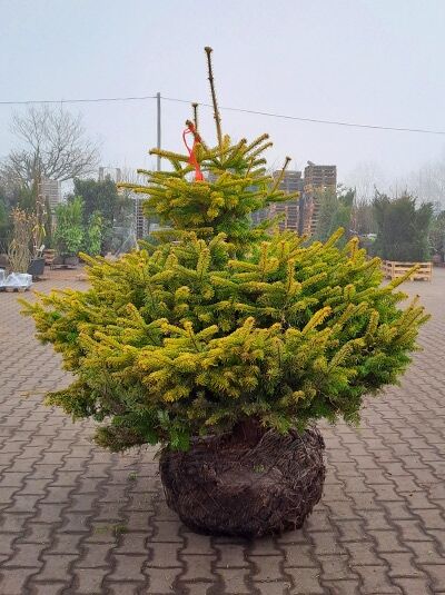 Nordmanns Tanne 'Aurea' / Nordmanns Tanne 'Aurea'