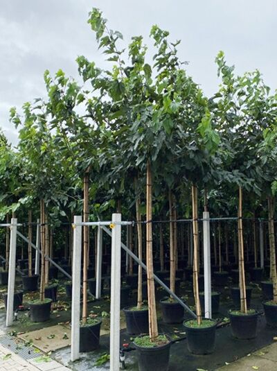 Morus nigra / Schwarzer Maulbeerbaum Hochstamm 16-18 StU im Container, junger Baum mit schlankem Stamm und grünen Blättern